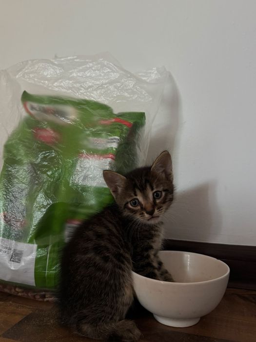 Отдам котят Турецкой Ангоры!
