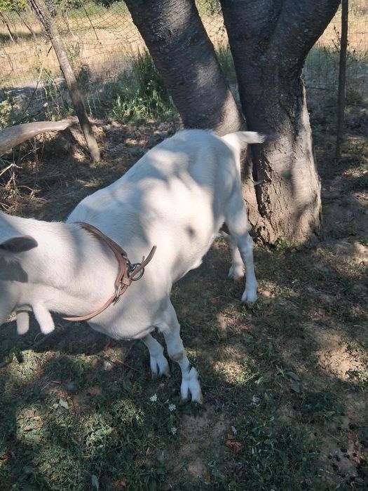 Capră saanen fără lapte
