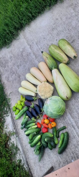 Продам дачу в СО Мичуринец 5 соток