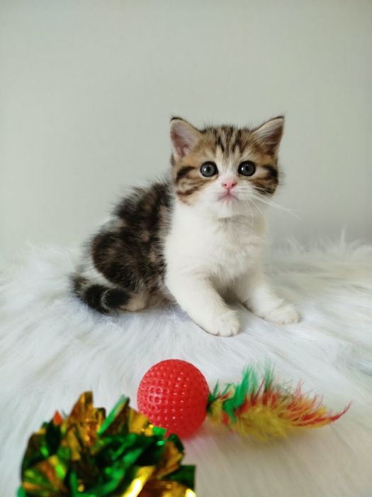 Шотландские котята