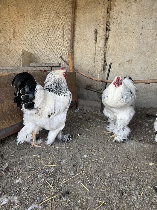 Петух Брама 1 штук