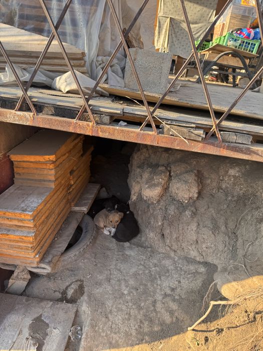 Крупные щенята в добрые руки