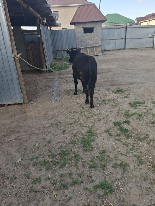 1 жасар баспак еркек