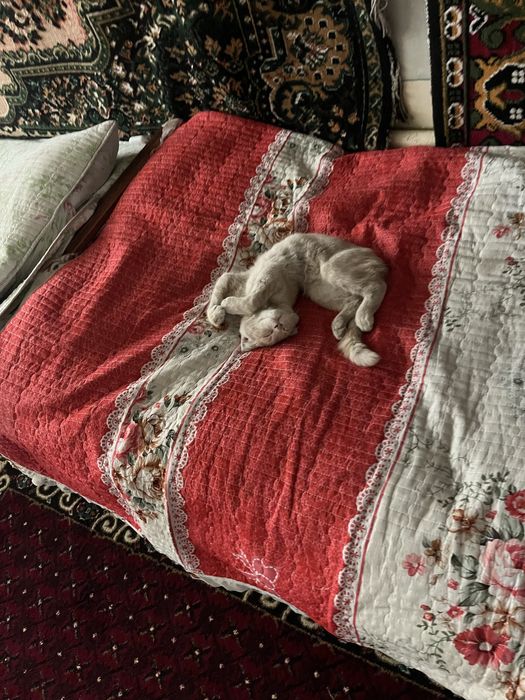 Mushug zor oyinqarogʻ