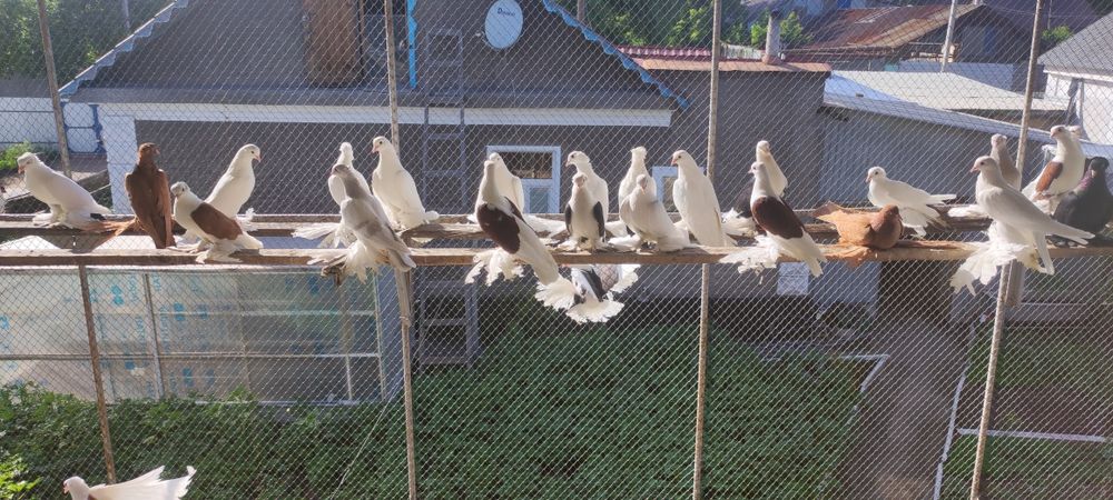 Продаю голубей..
