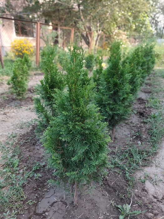 Продам саженцы туи смарагд