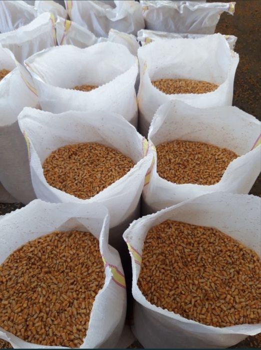 Grau - porumb - floarea soarelui