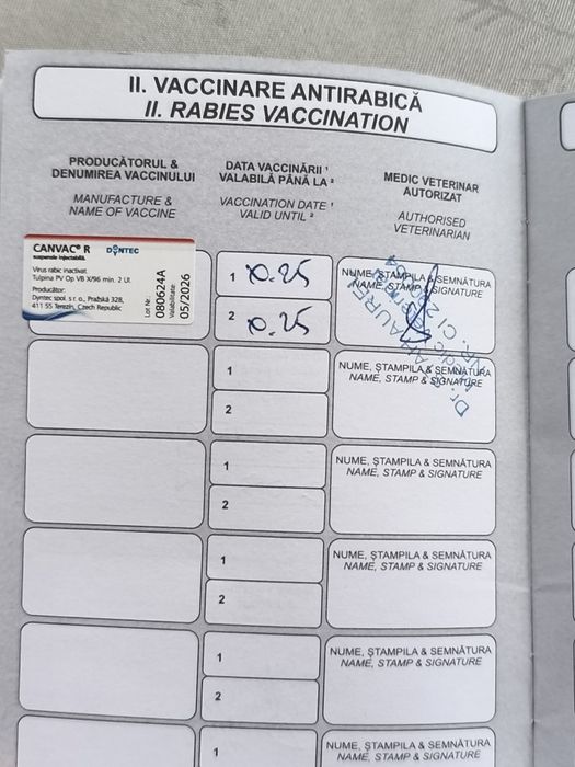 Cățelușa bichon jucausa