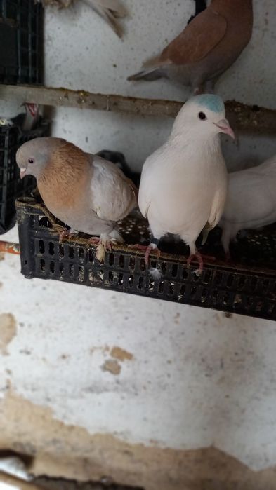 Кептер сатылады.