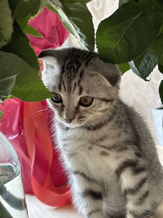 Котенок  Шотландский