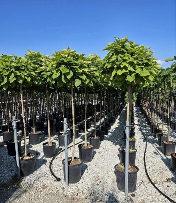Catalpa copac ornamental frunze mari umbra rapida gradina