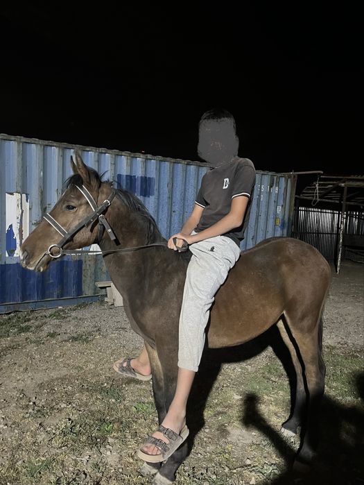 Тай сатамын срочно