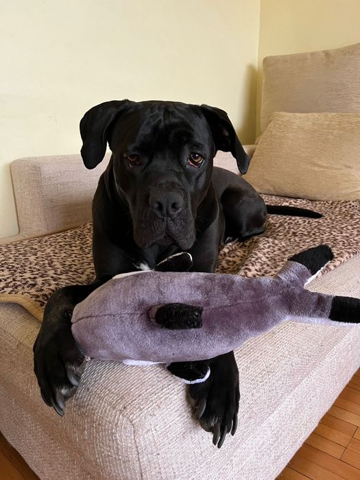 Pet sitter Timisoara