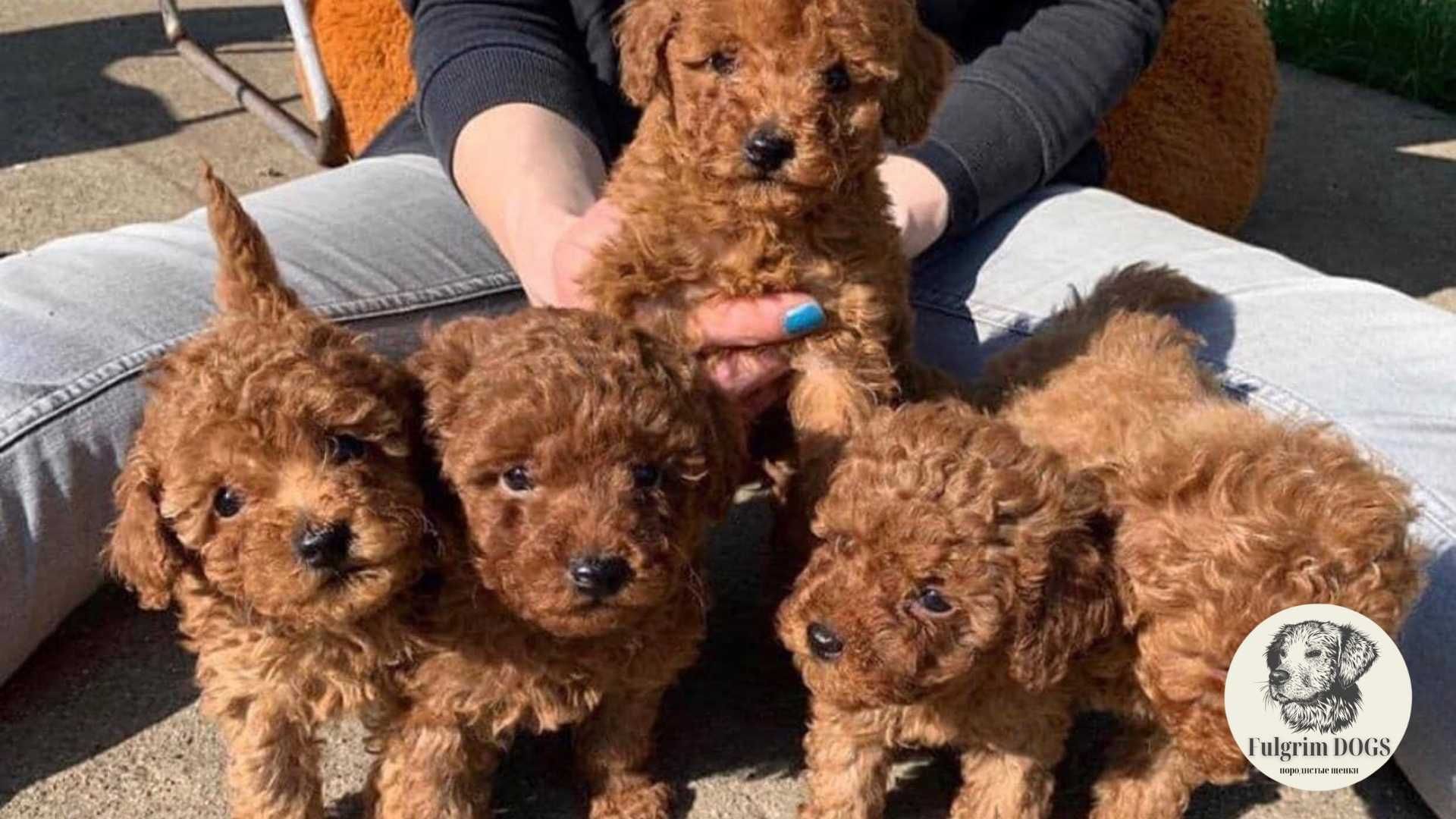 Toy poodle / Той пудели - ожившие игрушки от элитного питомника: 899 у.е. -  Собаки Ташкент на Olx