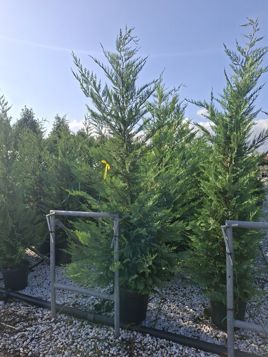 Amenajări grădini de la A la Z gazon si plante ornamentale
