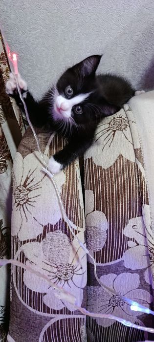 Котенок кот кошка