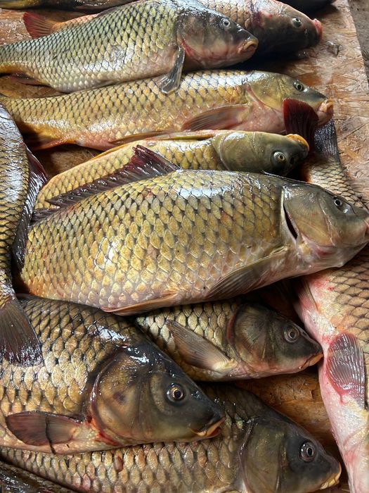 Сазан судак Алакольский