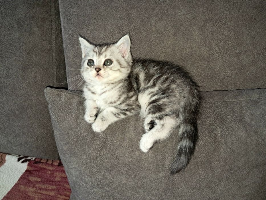 Котёнок. Скоттиш Страйт. Девочка