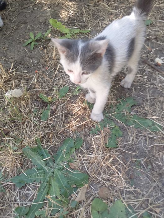 Подарявам малки котета