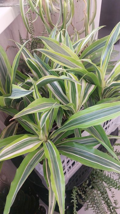 Комнатные растения.