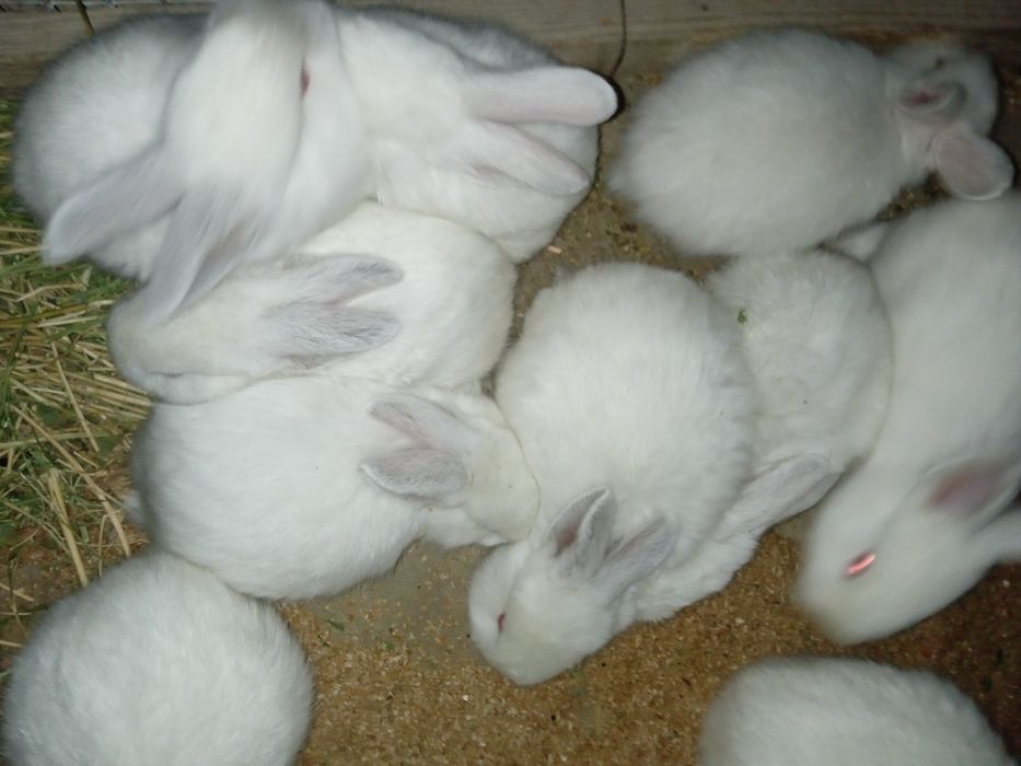 Xonaki Quyonlar sotiladi