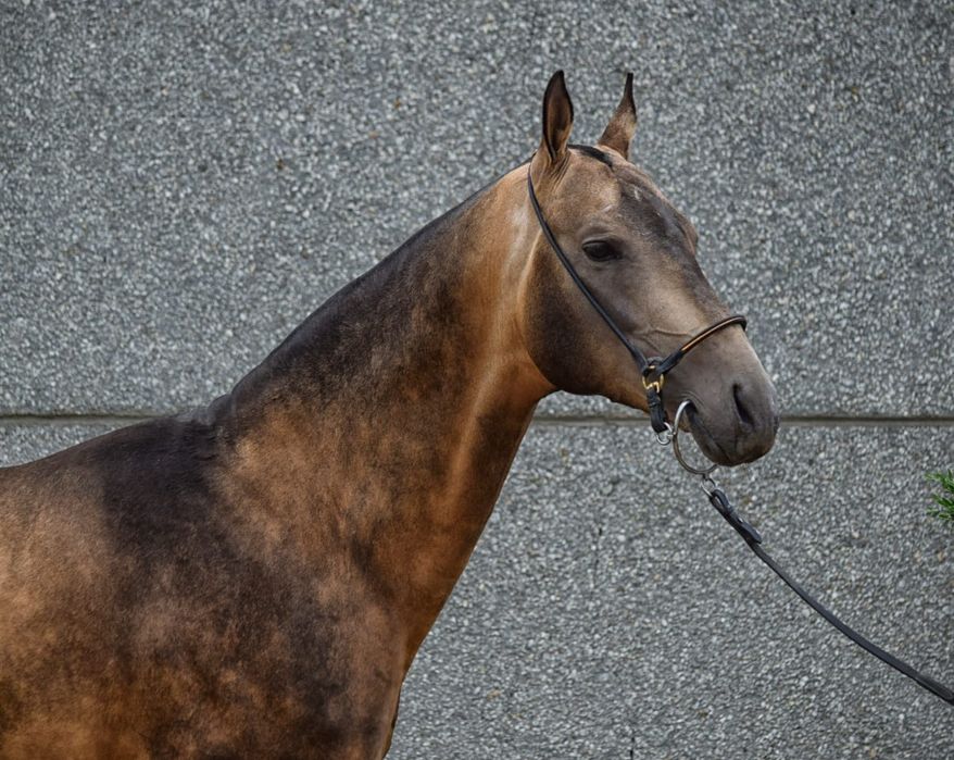Ахалтекинские лошади