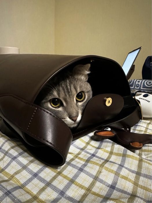 Ищем дом для кота