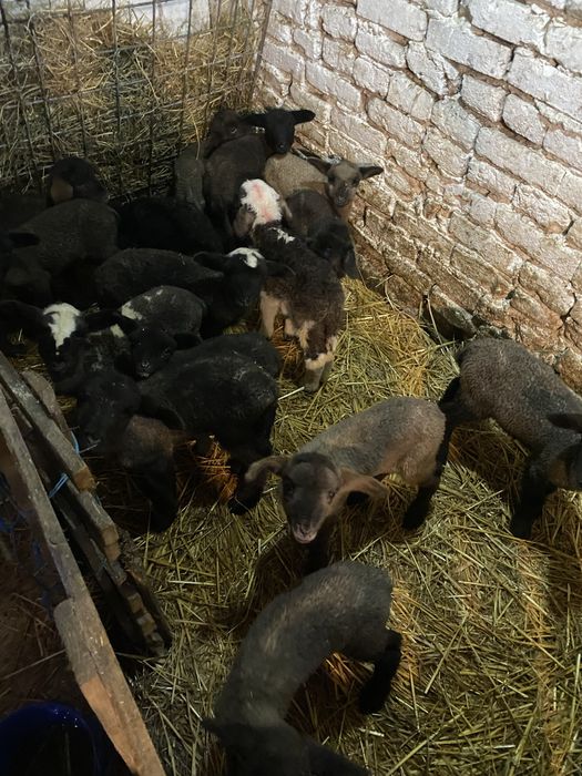 Miei tigaie din 2 de cateva zile