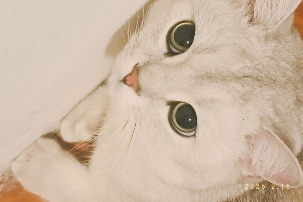 Продам кота , Фуджи