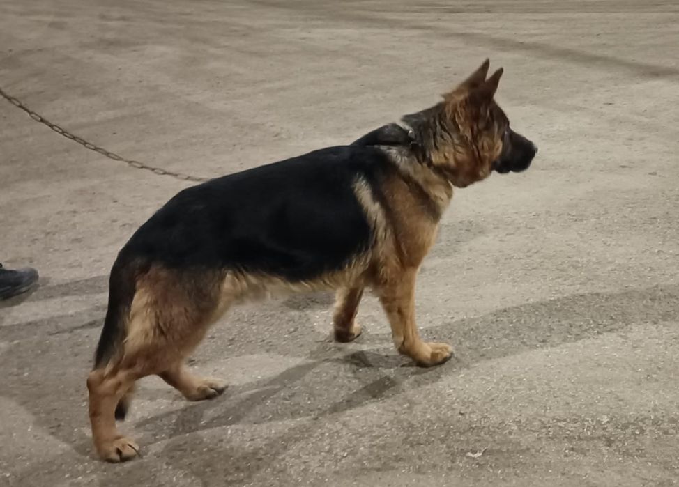 Продаётся кобель немецкой овчарки!