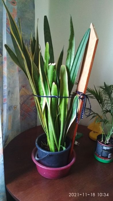 Продам алоэ,сансивьеру.