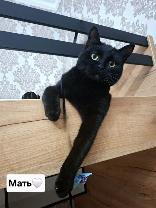 Продаётся очаровательный мальчик скоттиш фолд.