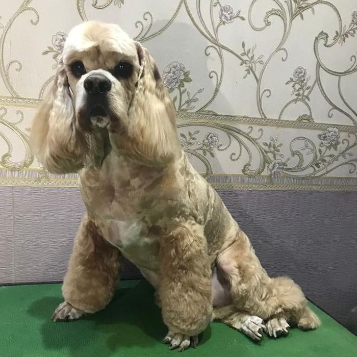 Груминг, стрижка , экспресс линька