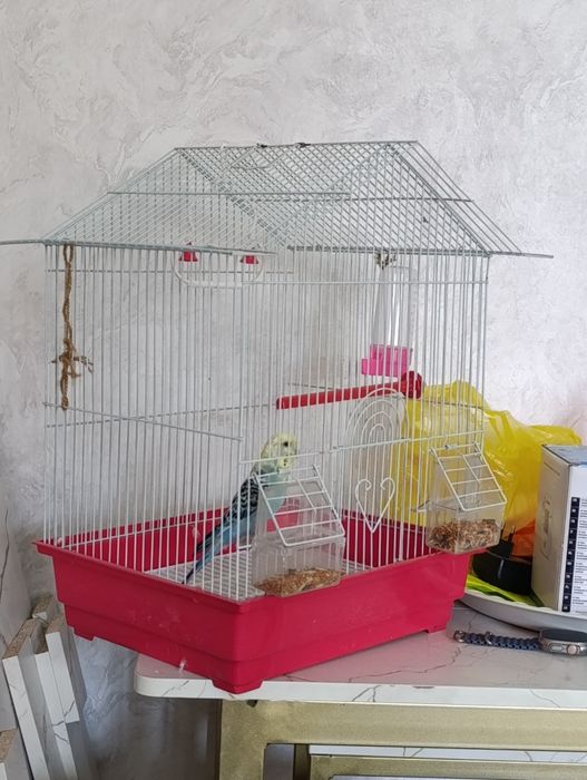 Попугай девочка продам