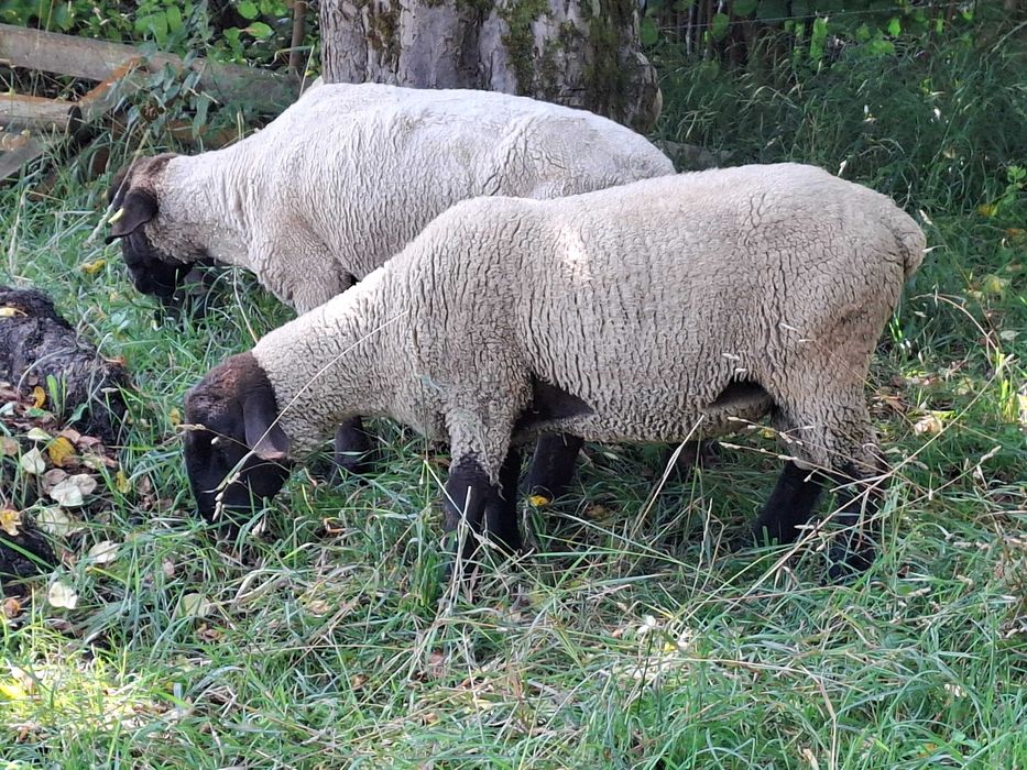 Berbeci  Suffolk 4 buc