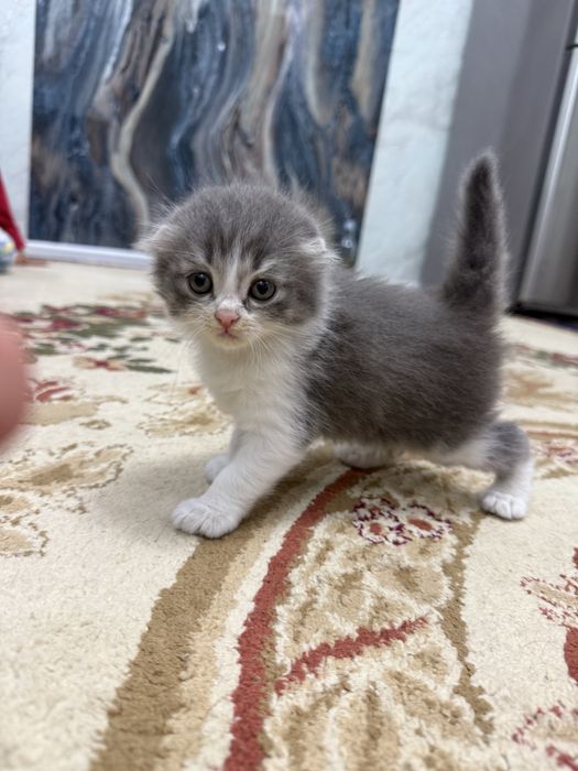 Продаются котята