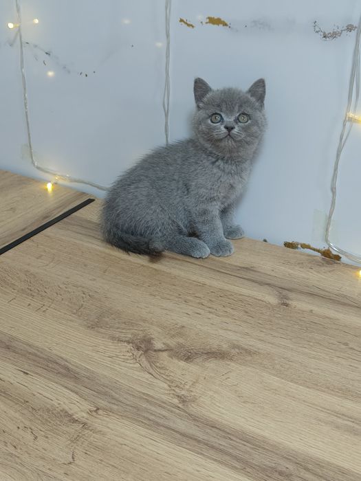 Британские Котята