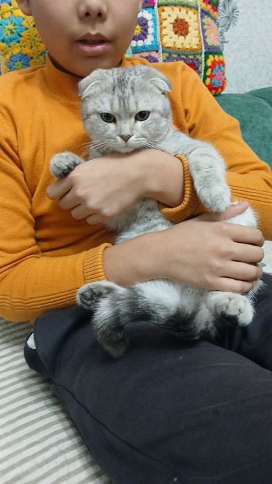 Продам кот породистая