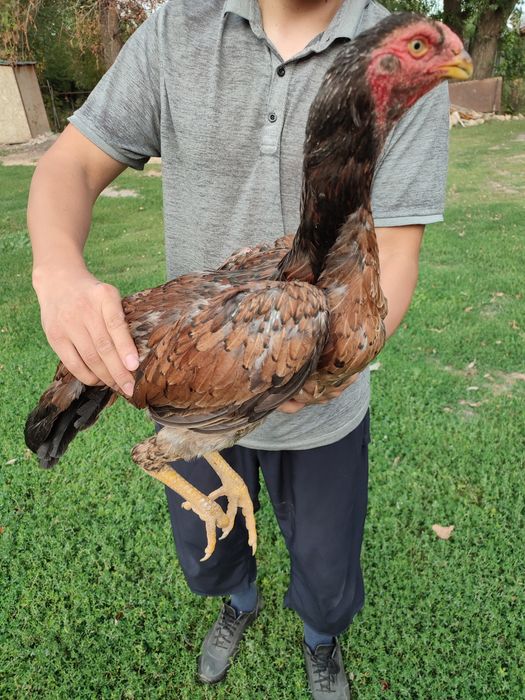 Дакан о шамо сатылады продам