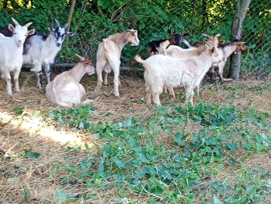 Vand iezi urgent!!