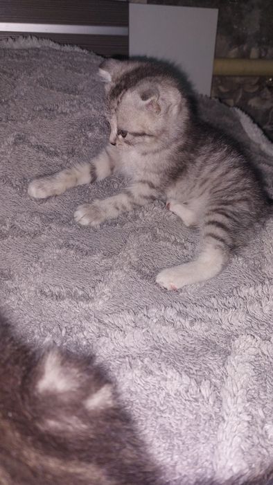 Продам шотландских котят