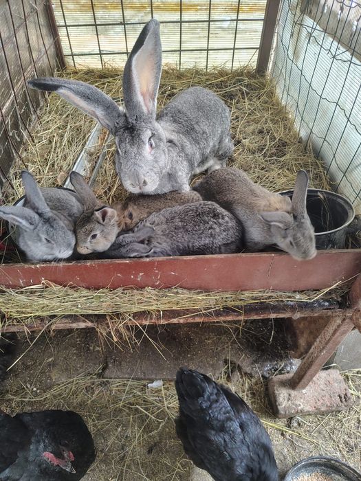 De vanzare urias german