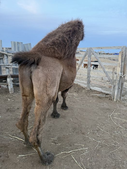 Туйе ургашы 4 туган