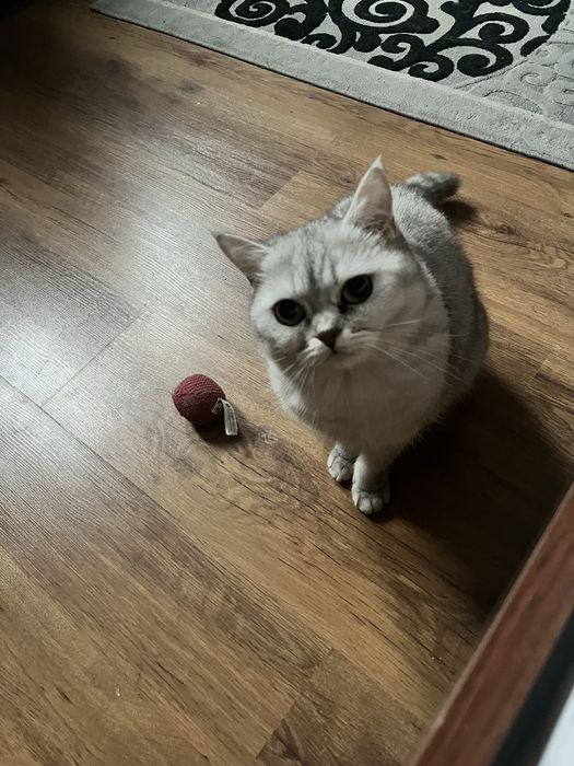 Индивидуальная передержка кошек