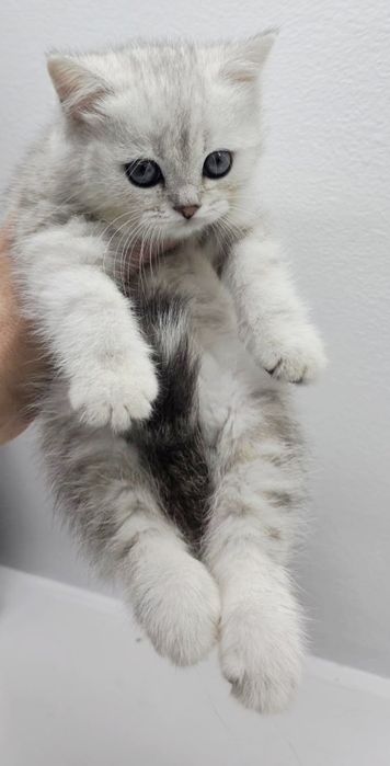 шотландские котята