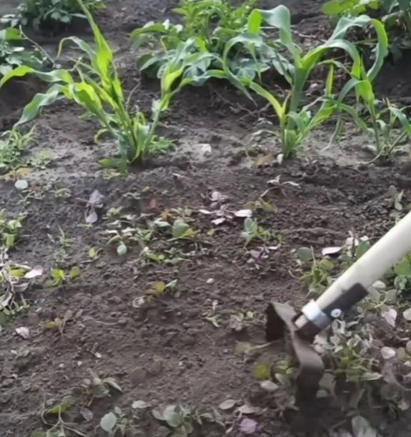 Бегона утлардан осон тозаловчи аспоб Полольник Стриж / Кетмон Лопата