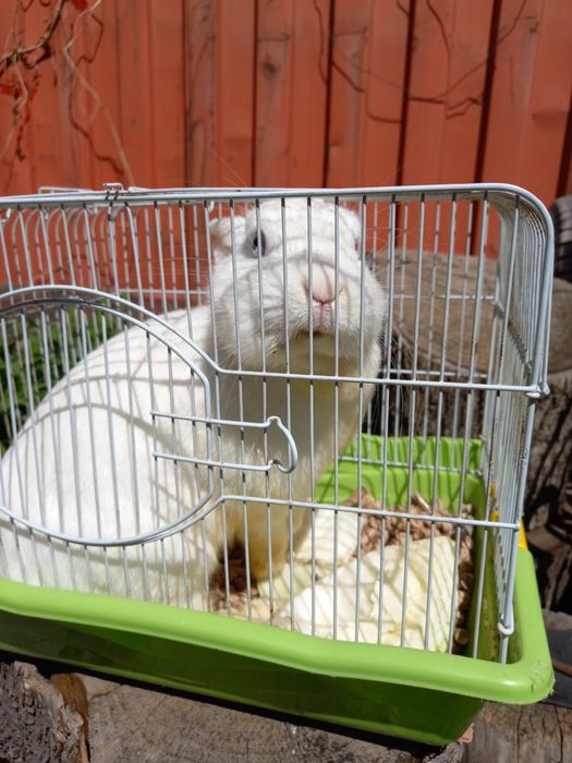 Продам декаративного кролика