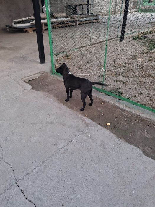 Сабака котята..олд