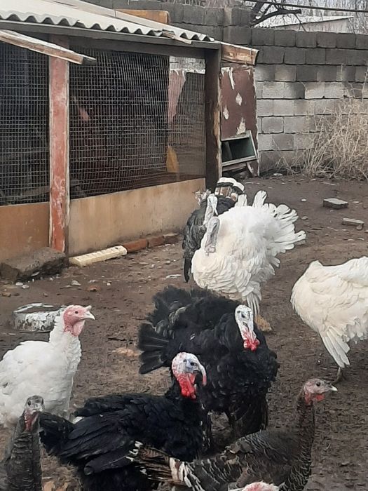 Индюк кораздар сатлад