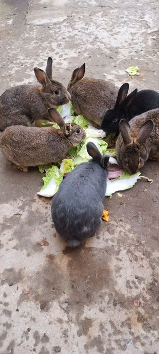 Reks quyonlar  sotiladi 7 ta